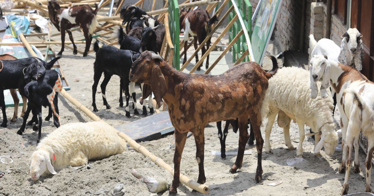 Sadeeq agro goat Tk15 lakh